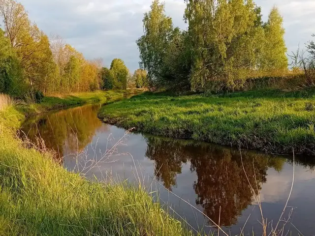 Zakole rzeki Tyśmienicy o poranku